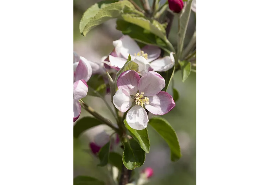 Apfel 'Rheinisches Seidenhemdchen'