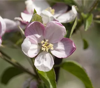 Malus 'Rote Sternrenette' CAC