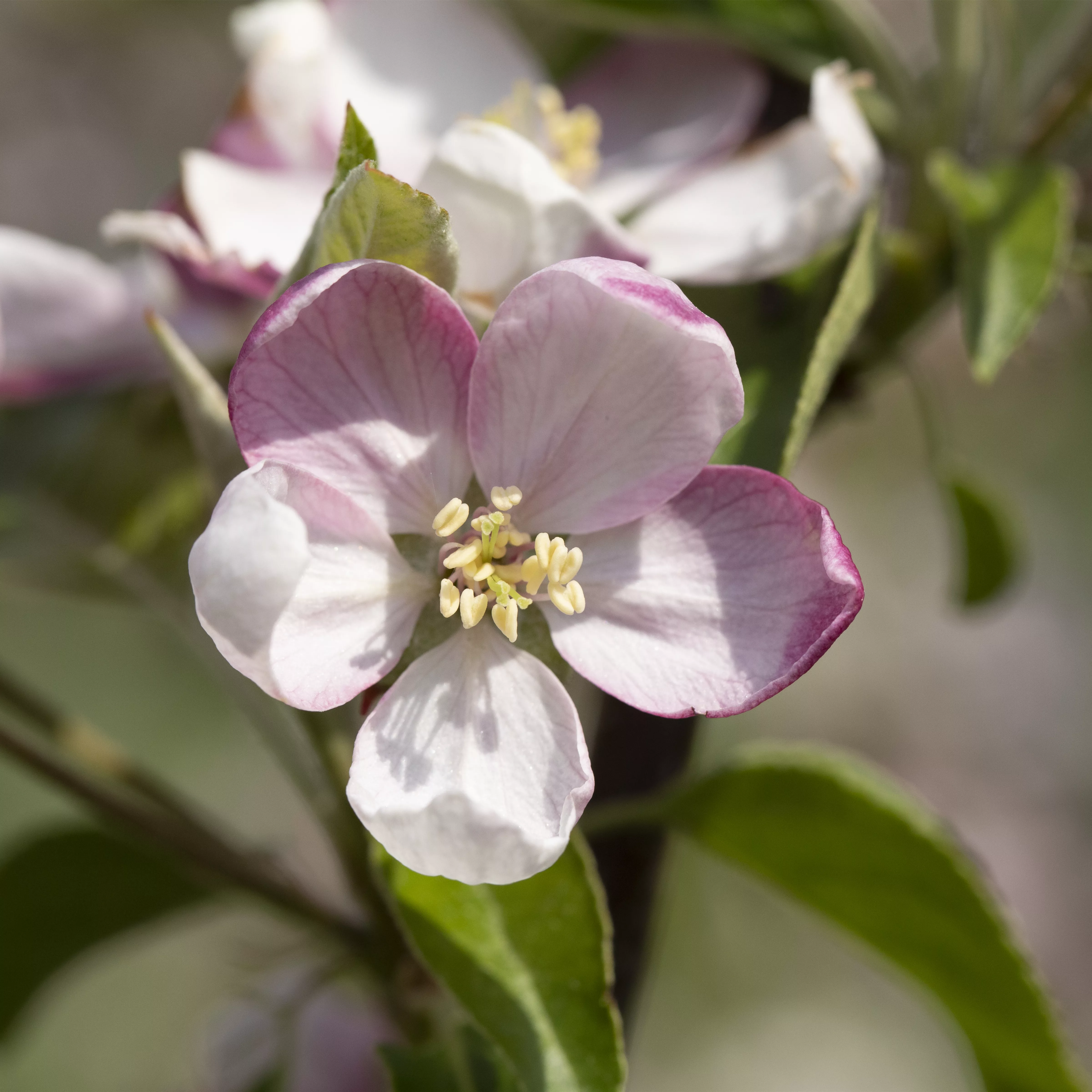 Malus 'Rote Sternrenette' CAC