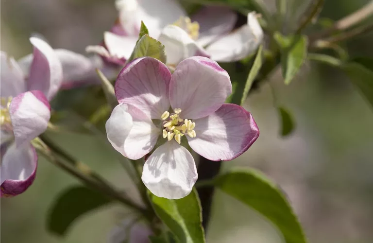 Malus 'Rote Sternrenette' CAC