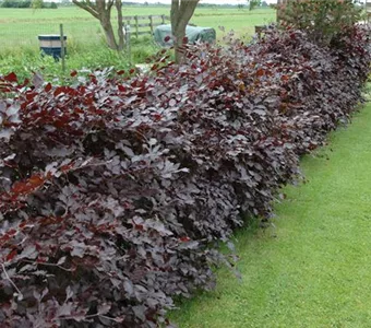 Fagus sylvatica purpurea