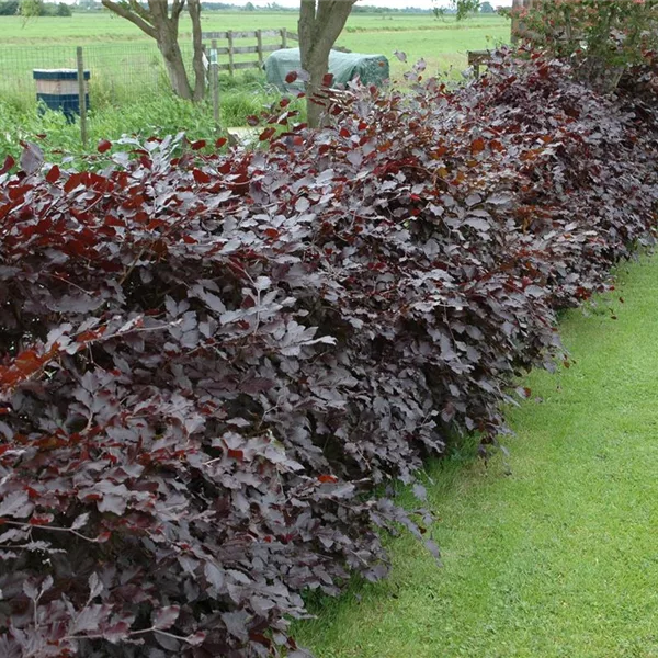 Fagus sylvatica purpurea