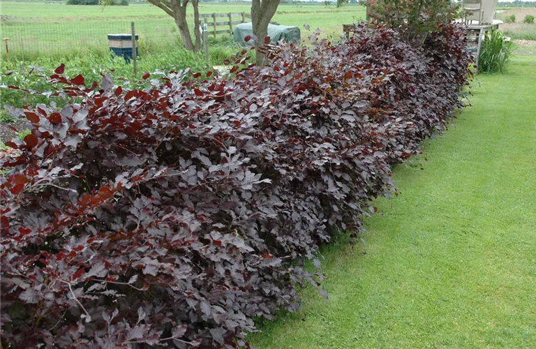 Fagus sylvatica purpurea