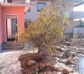 Corylus av.'Contorta'