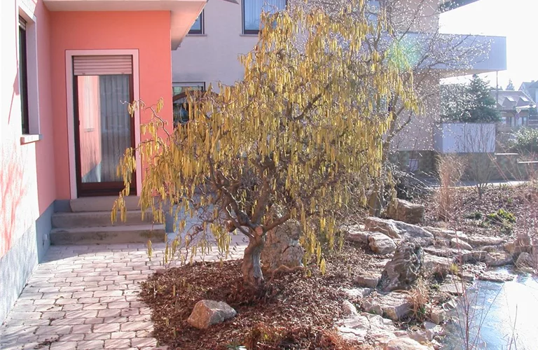 Corylus av.'Contorta'