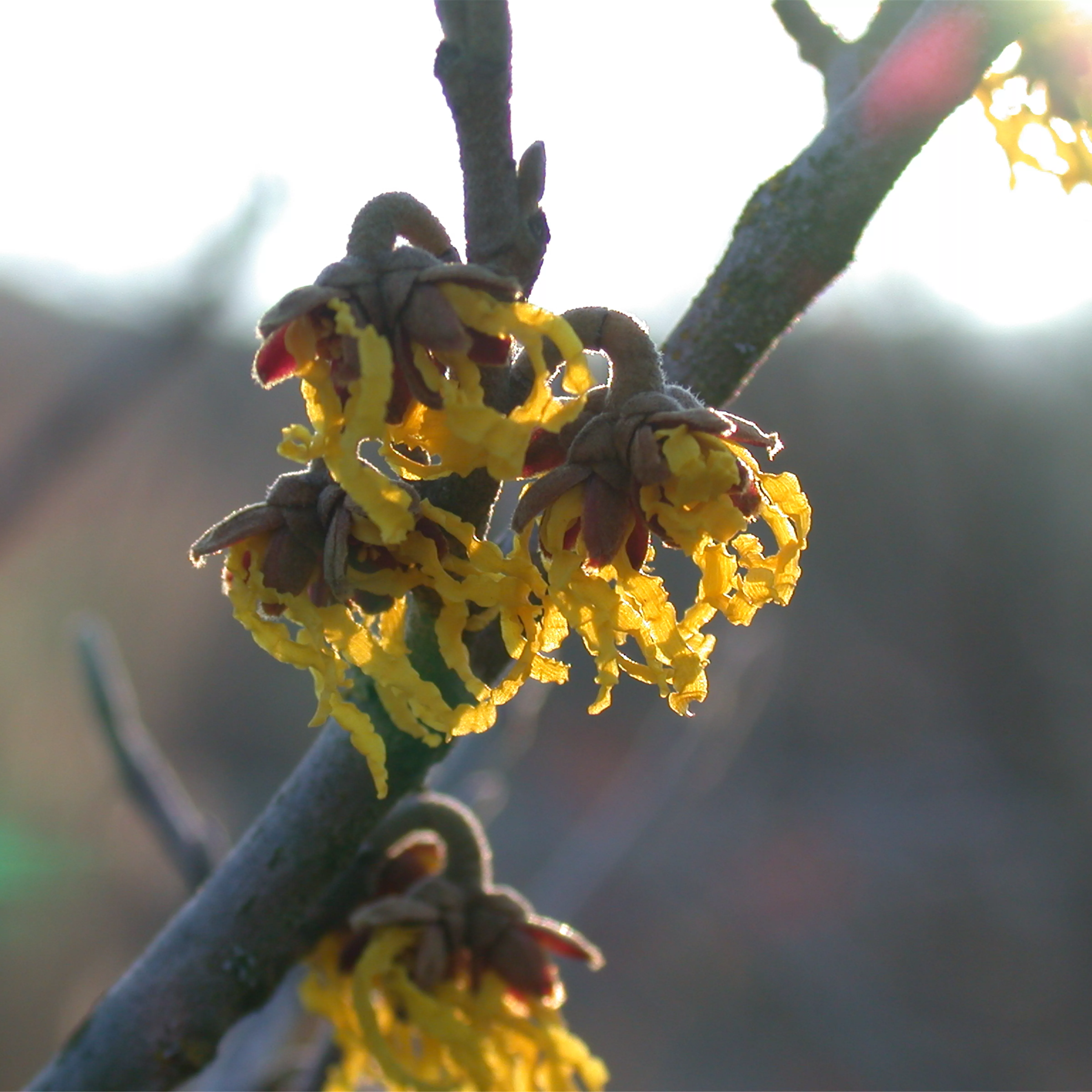 Hamamelis interm.'Arnold Promise'