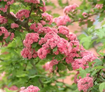 Crataegus laevigata 'Paul's Scarlet'