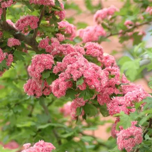 Crataegus laevigata 'Paul's Scarlet'