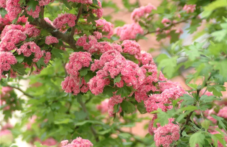 Crataegus laevigata 'Paul's Scarlet'