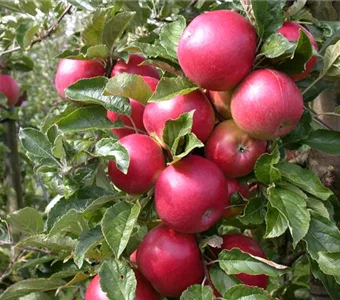 Malus 'Pinova' -S- CAC