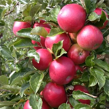 Obstbäume veredeln – frische neue Früchte