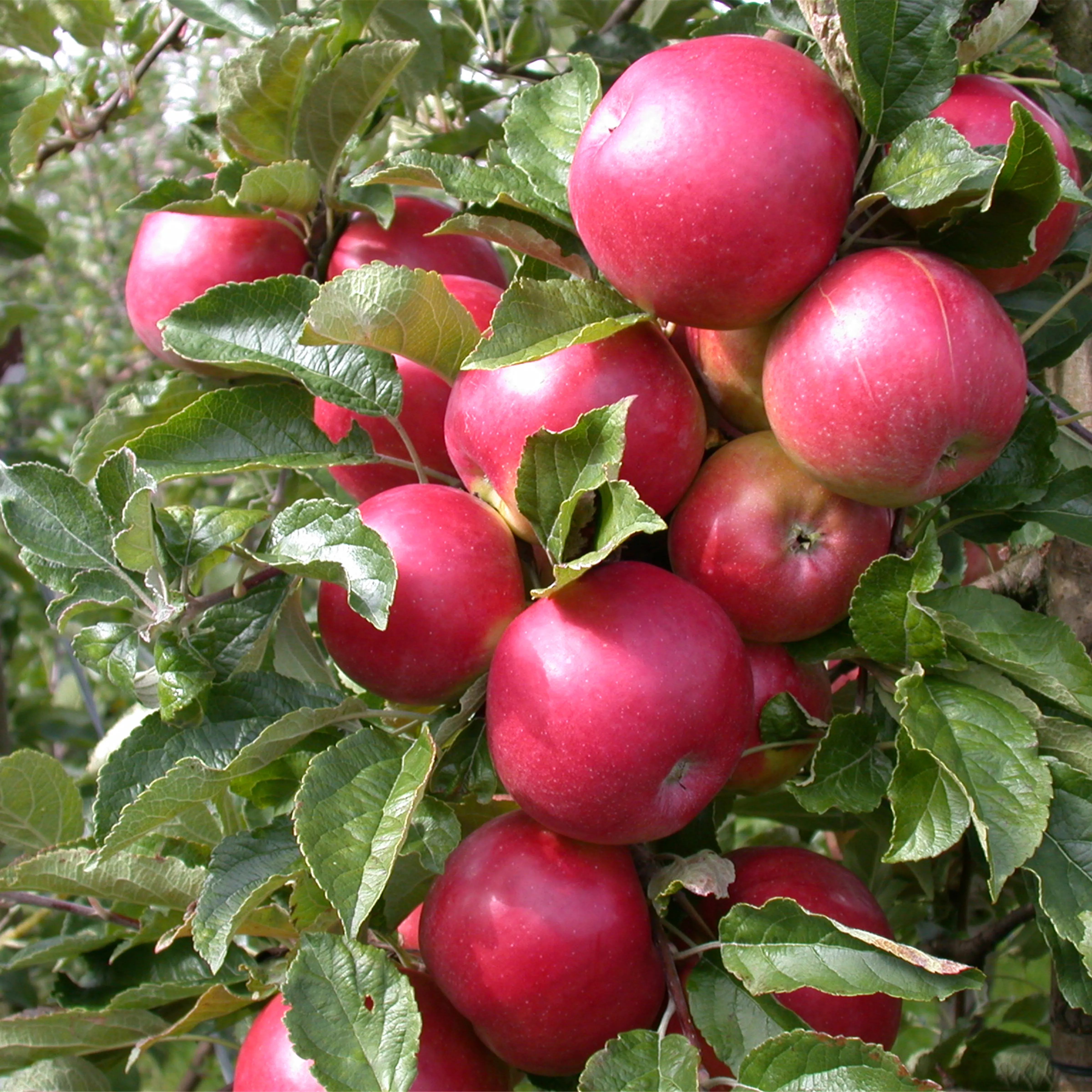 Malus 'Pinova' -S- CAC