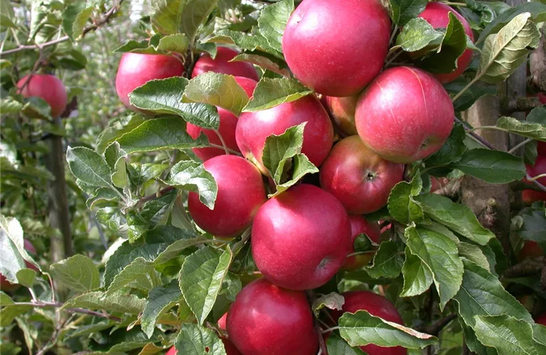 Malus 'Pinova' -S- CAC