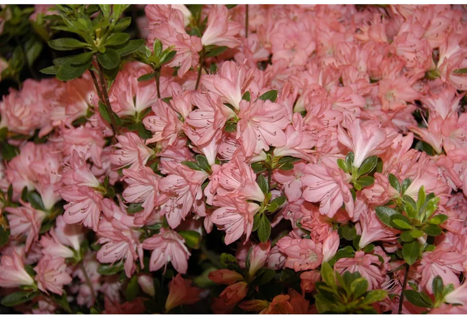 Japanische Azalee 'Blaauw's Pink'