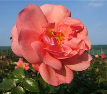 Rosa 'Aprikola' -R- BT III