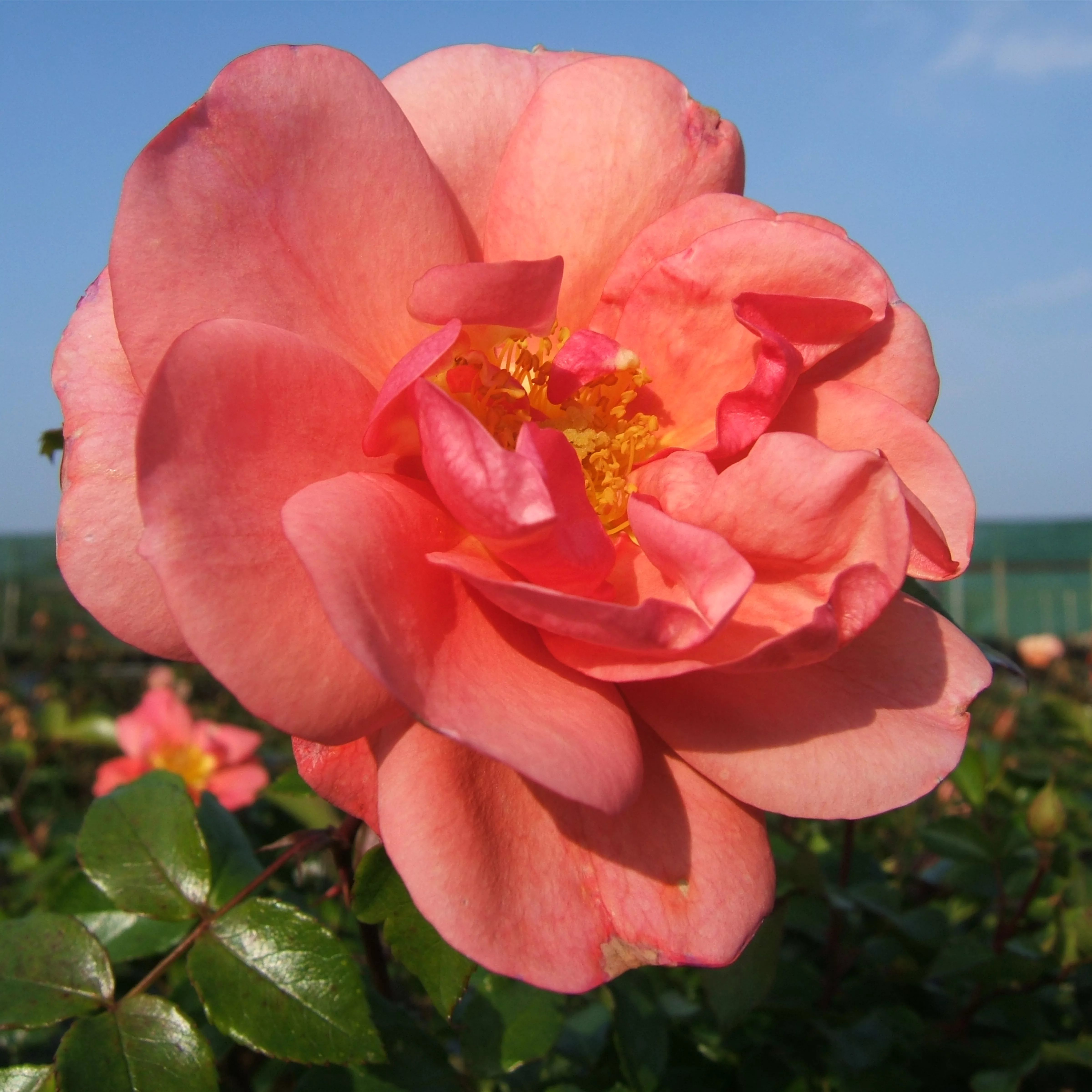 Rosa 'Aprikola' -R- BT III