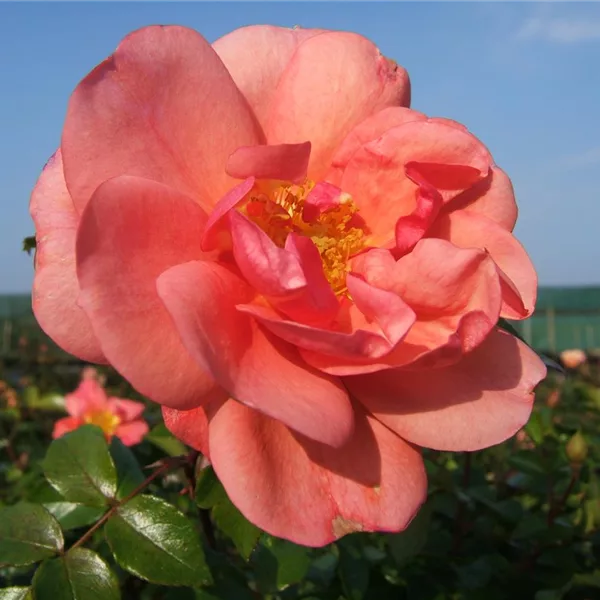 Rosa 'Aprikola' -R- BT III