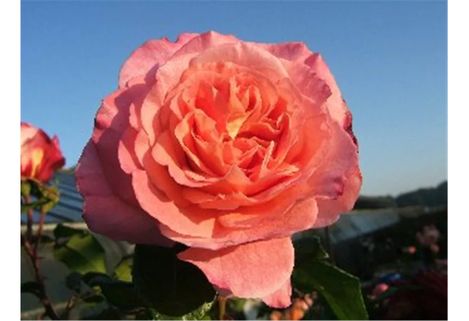 Edelrose 'Augusta Luise' -R-