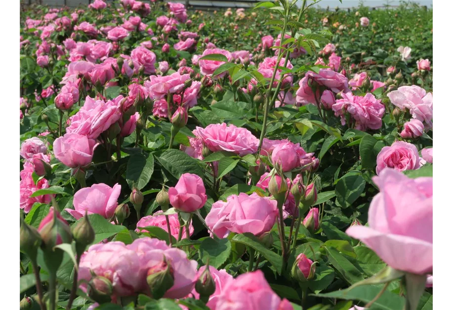 Engl.Strauchrose 'Gertrude Jekyll' -R-