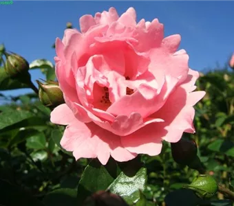 Rosa 'Sommerwind' -R- BDR III