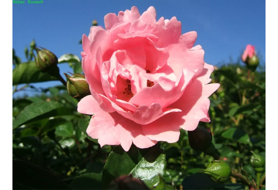 Bodend.Rose 'Sommerwind' -R- ADR-Rose