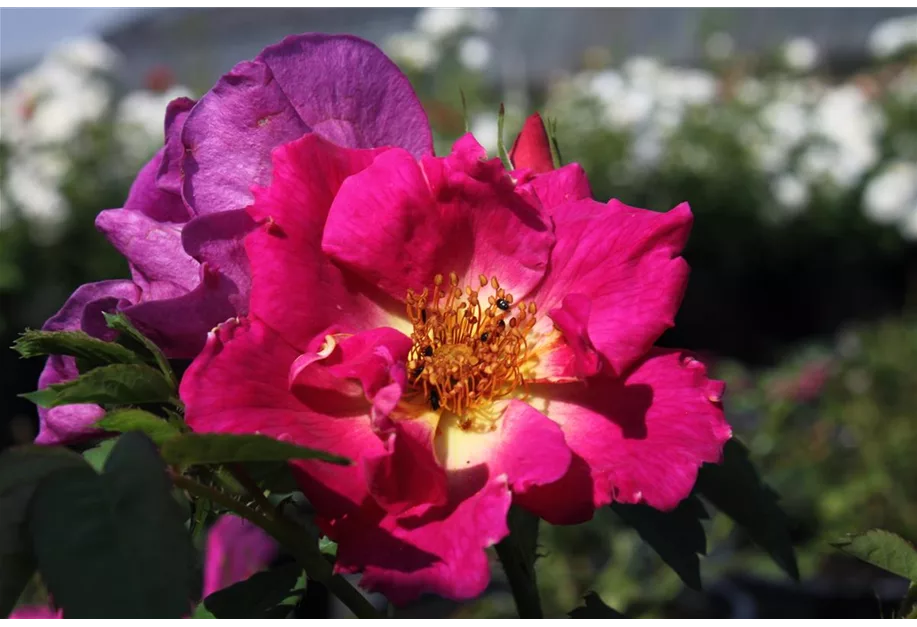 Bodend.Rose 'Weg der Sinne' -R- ADR-Rose