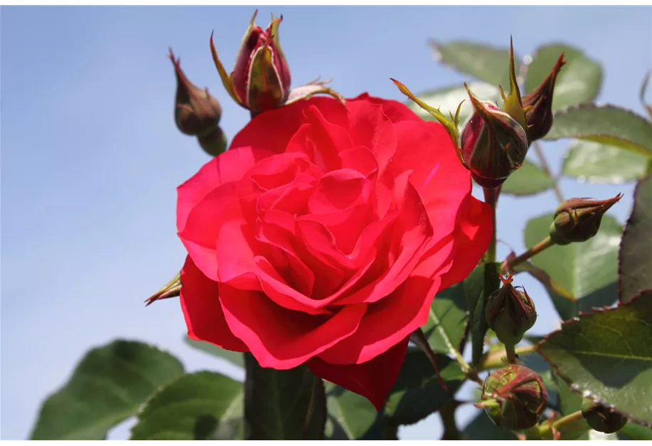 Beetrose 'Black Forest Rose' -R- ADR-Rose