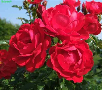 Rosa 'Limesglut' -R- BDR IV