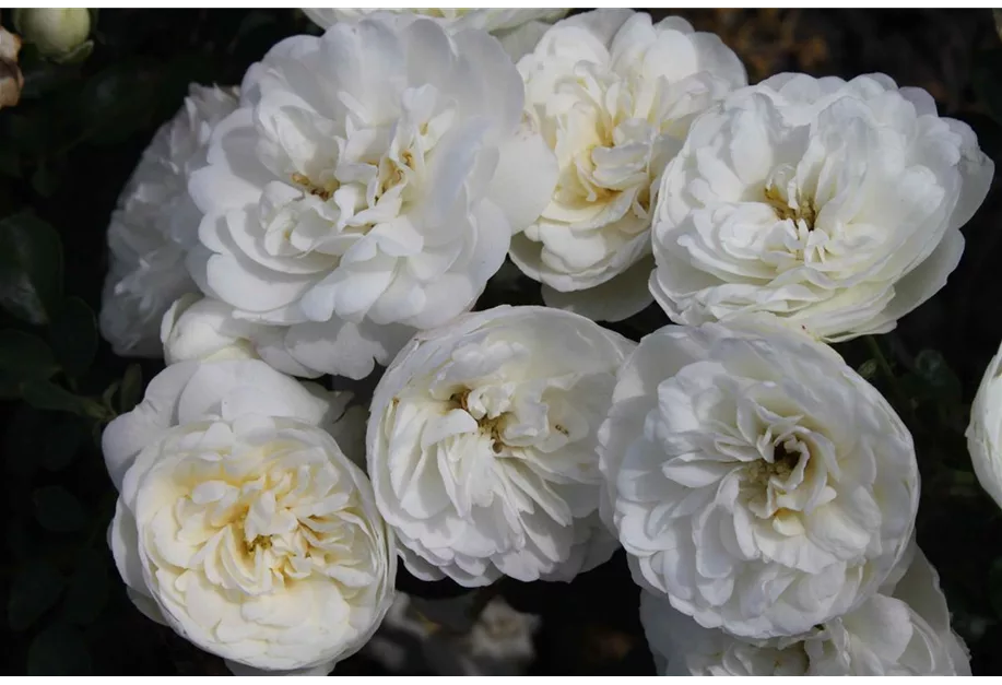 Zwergrose 'White Babyflor'