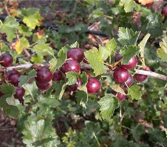 Ribes Jostabeere CAC