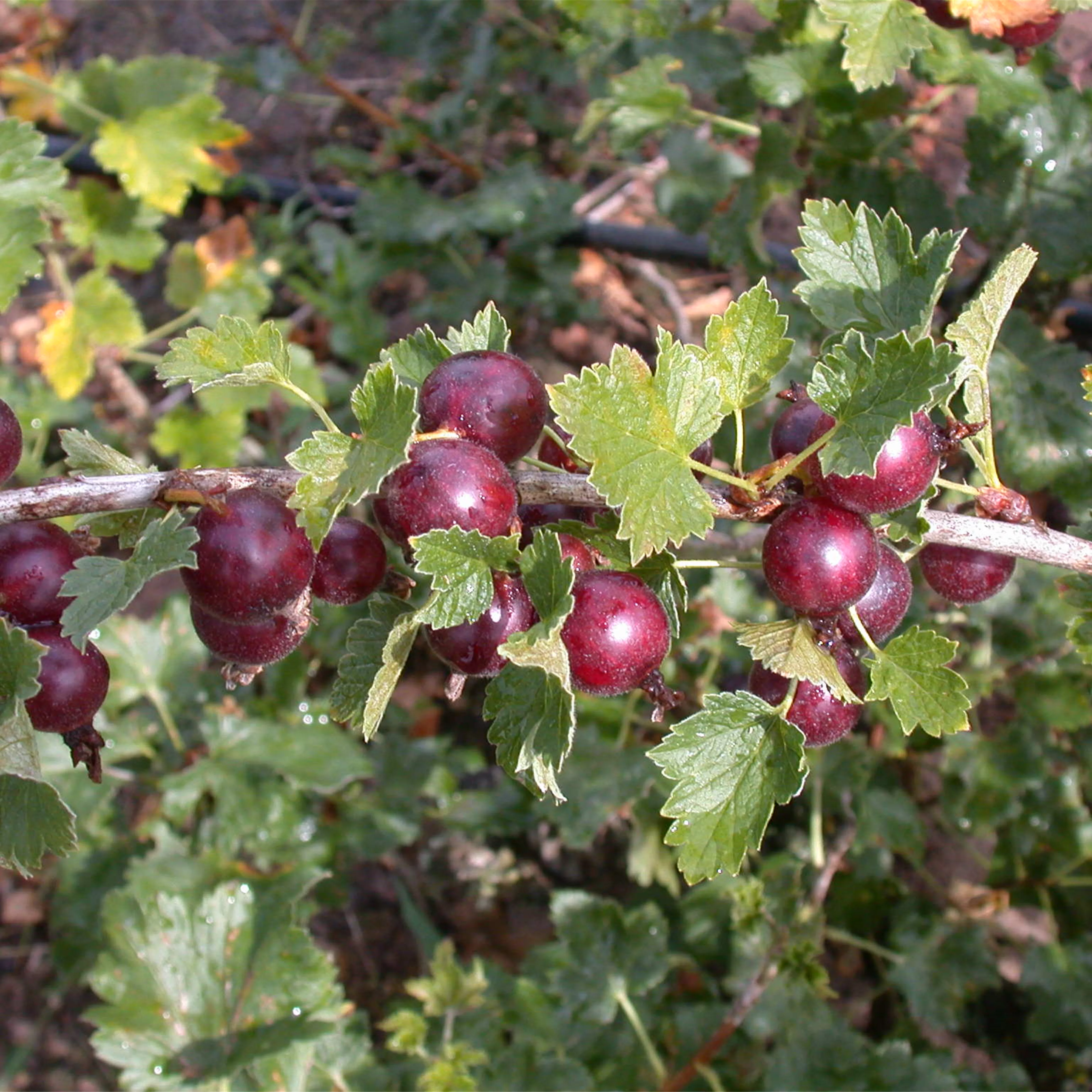 Ribes Jostabeere CAC