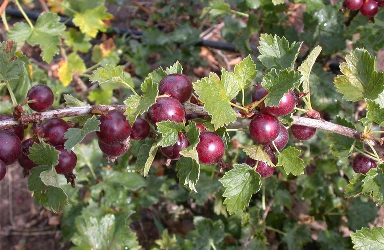 Ribes Jostabeere CAC