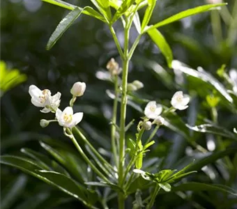 Choisya ternata 'Brica'