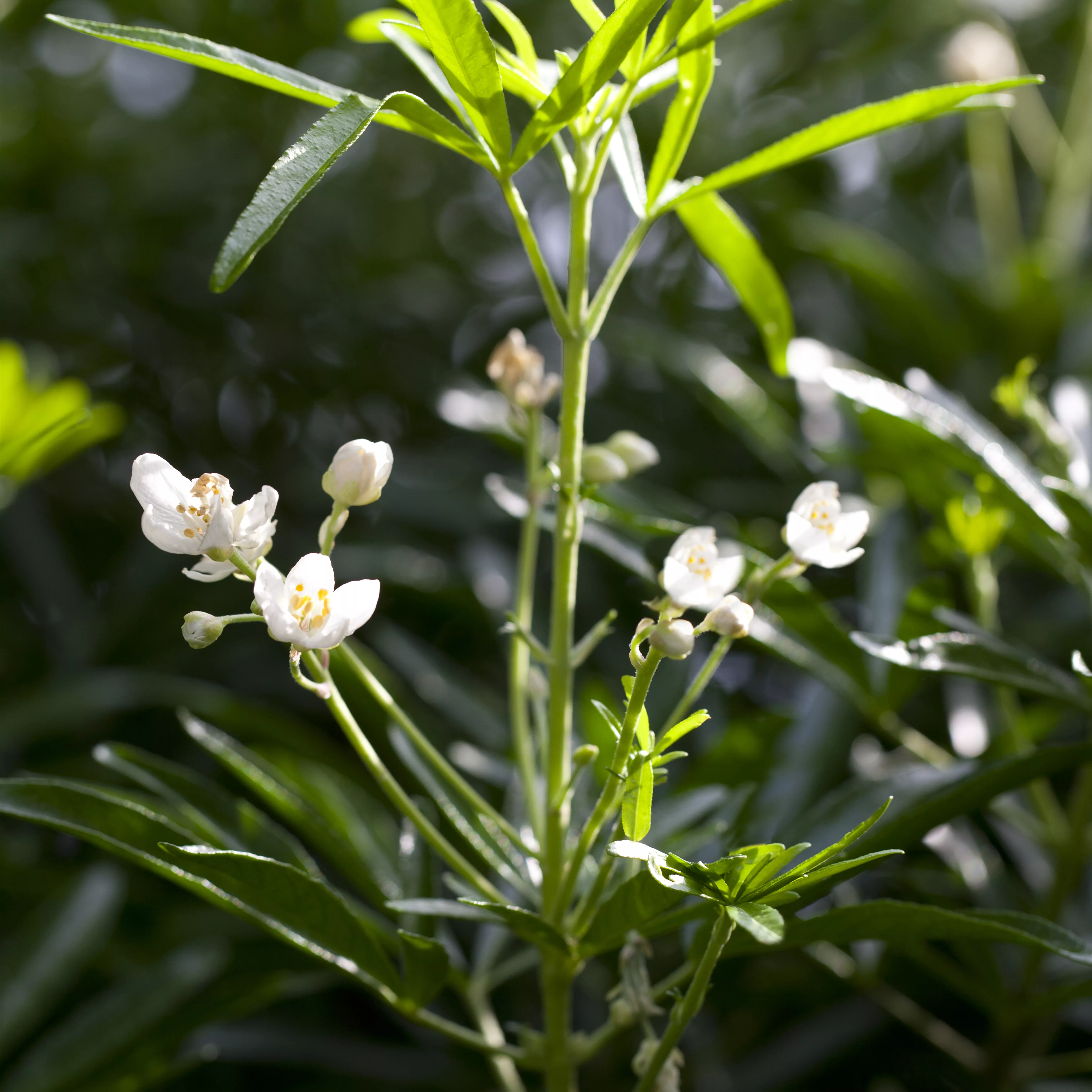 Choisya ternata 'White Dazzler' -S-