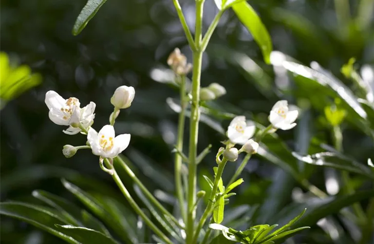 Choisya ternata 'Brica'