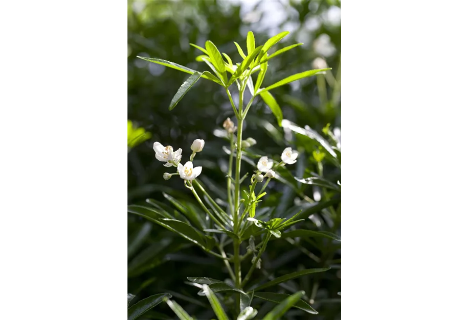 Orangenblume 'White Dazzler' -S-