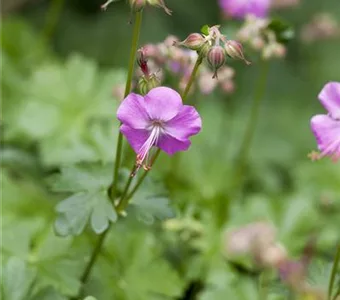 Geranium x cantabrigiense 'Karmina'