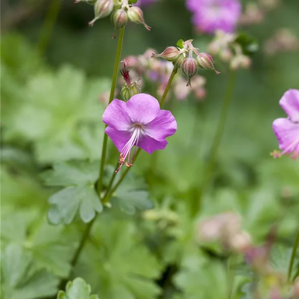 Geranium x cantabrigiense 'Karmina'