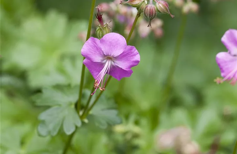 Geranium x cantabrigiense 'Karmina'