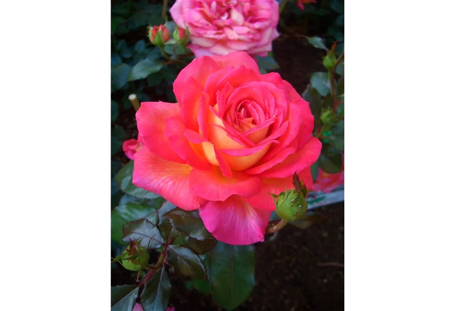 Rose ''Parfum De Grasse''