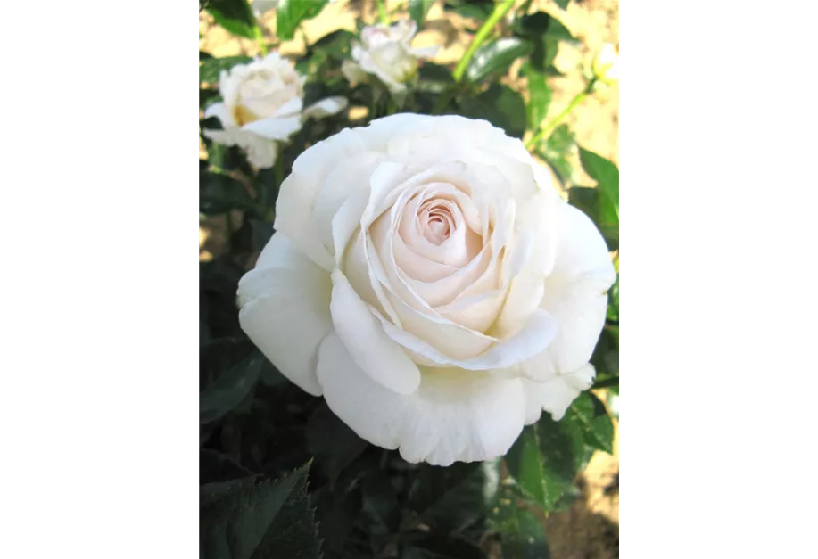 Rose ''Elvis''