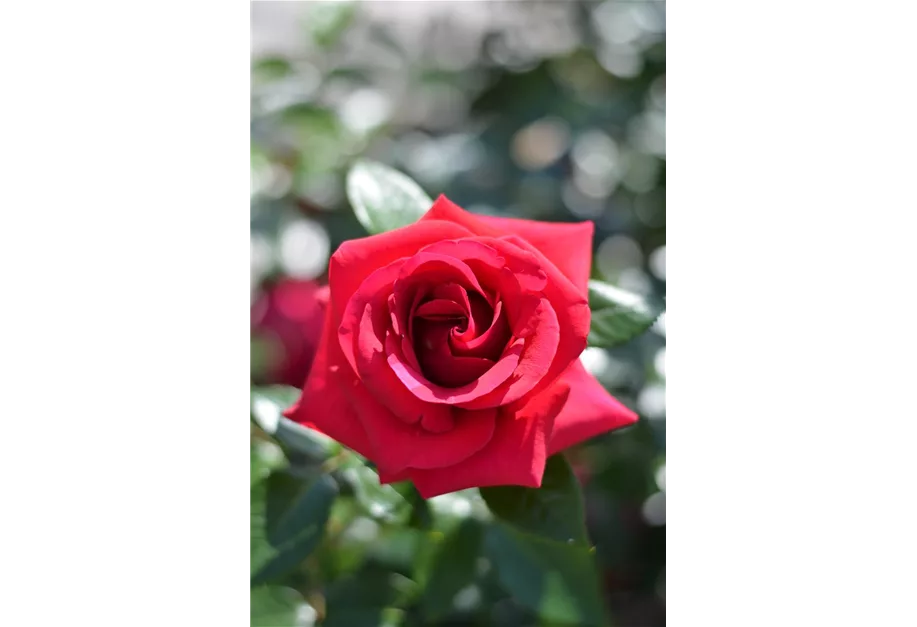 Rose ''Red Flame''