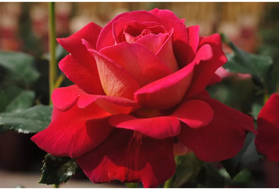 Rose ''Copacabana''