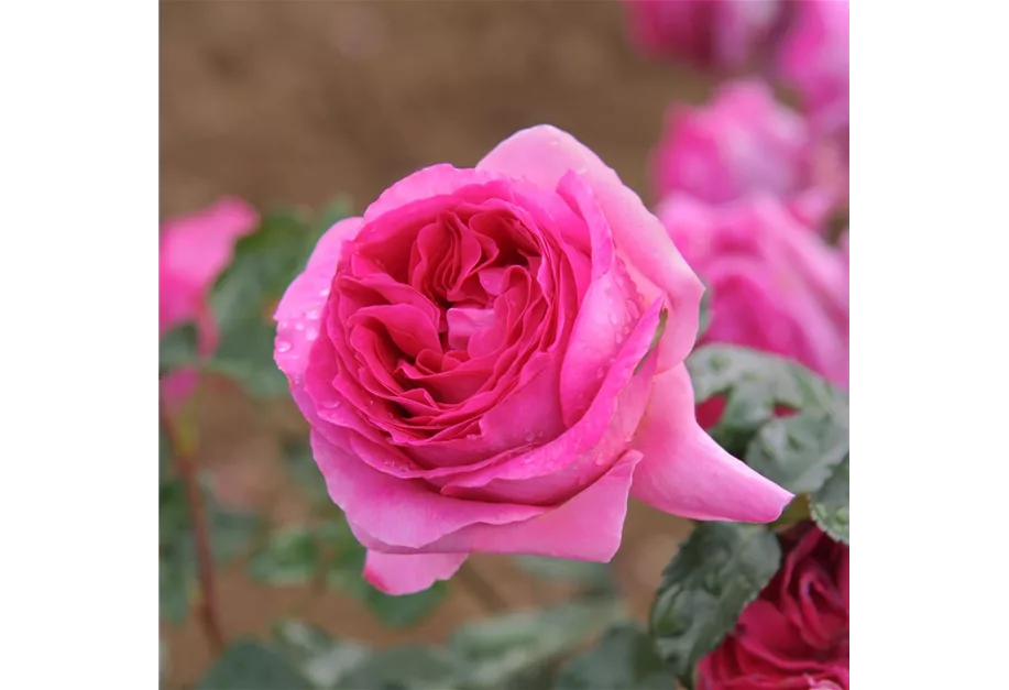 Rose ''Bernadette Lafont''