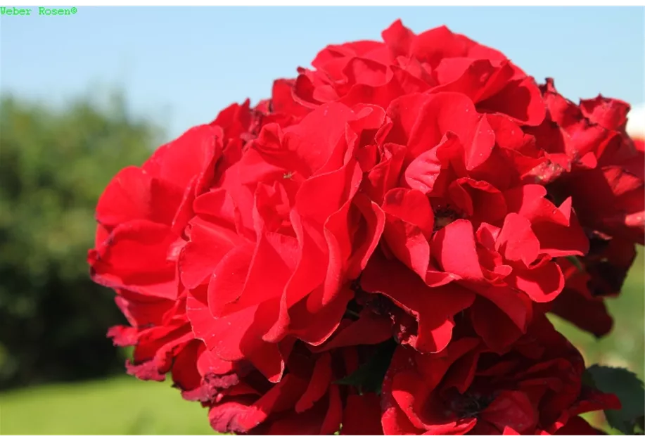 Strauchrose 'Roter Korsar' -R- ADR-Rose