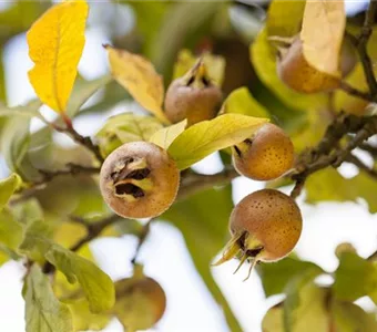 Mespilus germanica