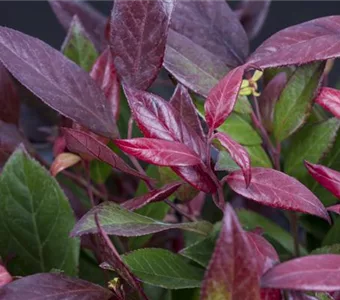 Leucothoe 'Scarletta' -R-