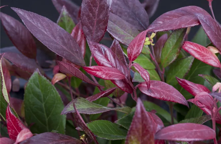 Leucothoe 'Scarletta' -R-