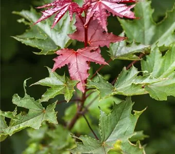 Acer platanoides 'Crimson Sentry'