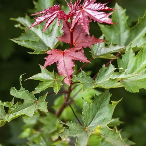 Acer platanoides 'Crimson Sentry'